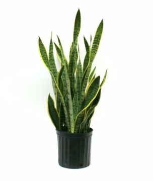 PLANT 3.png