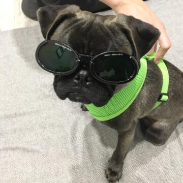 A Rehab Fur Your Pet patient in protective eyewear before laser therapy.