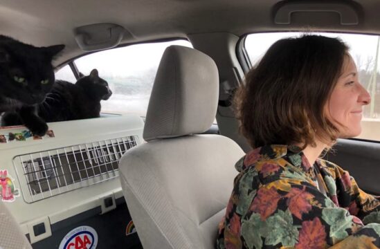 Road trips just wouldn't be the same without the car cats.