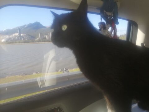 Juno catching her first glimpse of mountains on the Trans-Canada Highway.