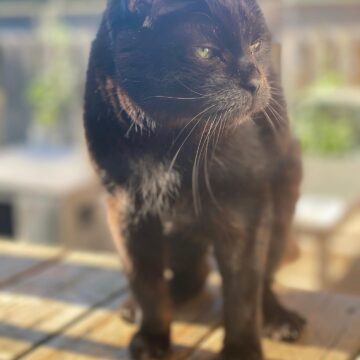 Moe out on the deck basking in the sunlight